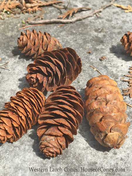 Larch pine cones on stone