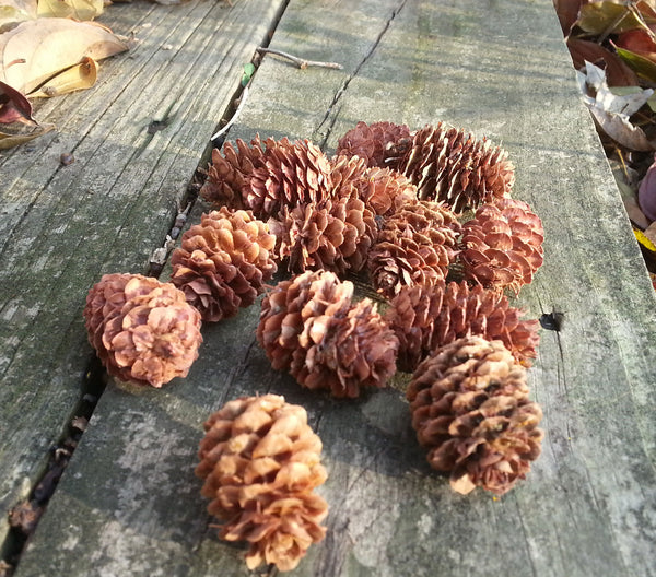 many small pine cones on wood