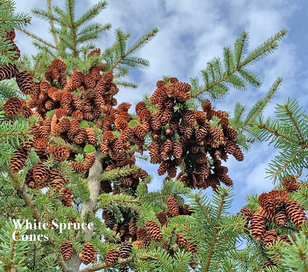 White Spruce Cones