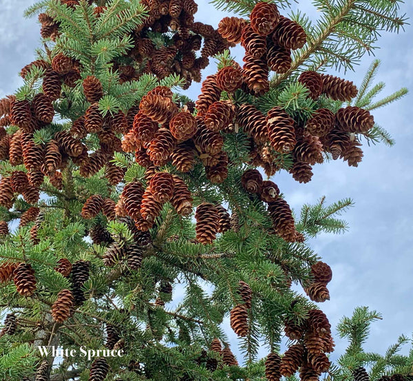 White Spruce Cones