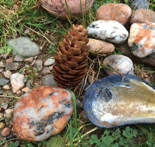 natural pine cones with sea shells and rocks