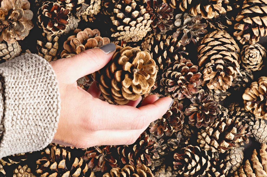 Cleaning Pine Cones for Crafts , Is this Necessary?