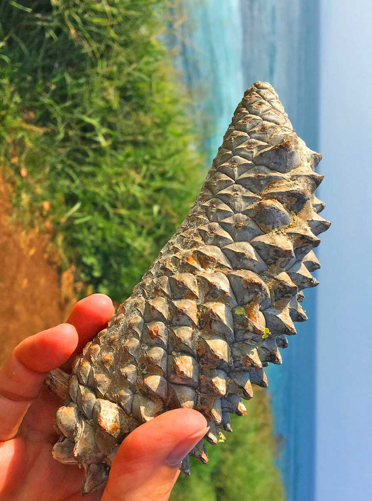 Rare Pinecones Perfect for Creating Primitive Eco Jewelry