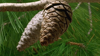How do they do that? 😲  The Natural Wonders of the Pine Cone