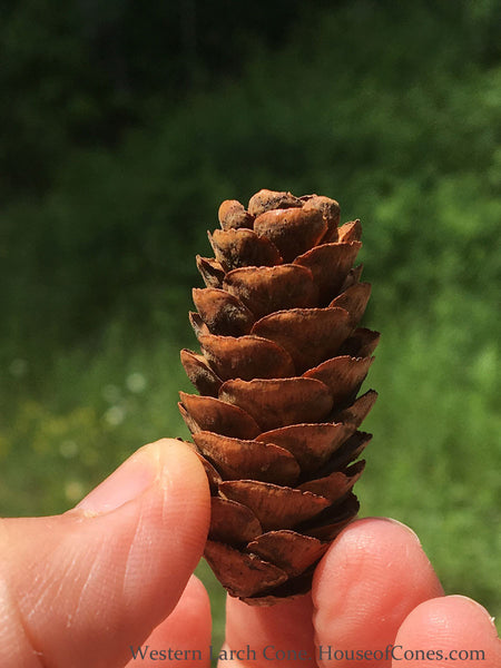 Larch Tree Cones