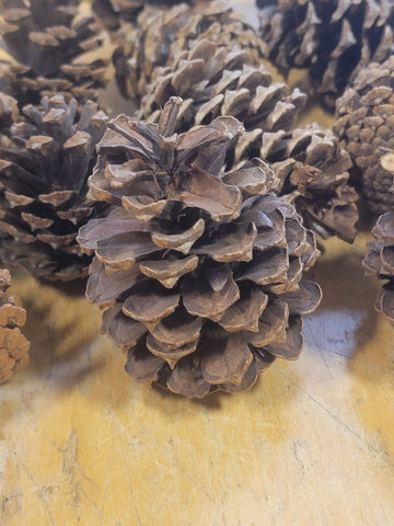 Sand Pine Cones