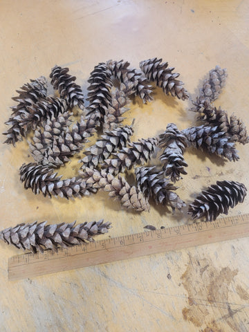 White Pine Cones