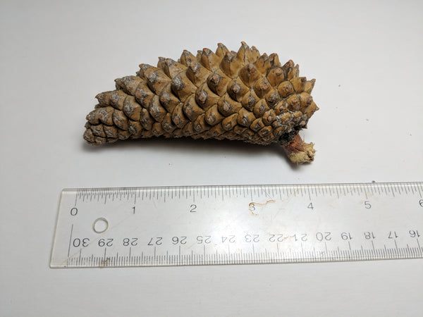 small knob cones