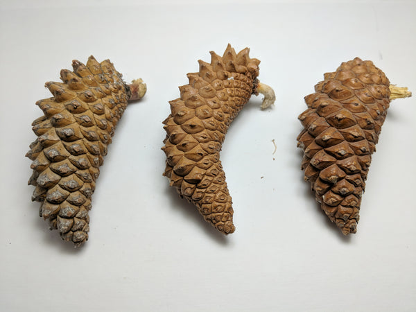 knob cones rings