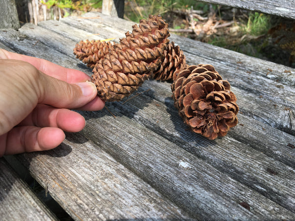 loblolly pine cones in hand for size