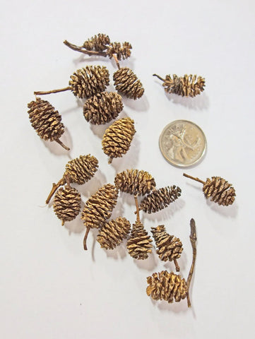 mini pine cones for potpourri