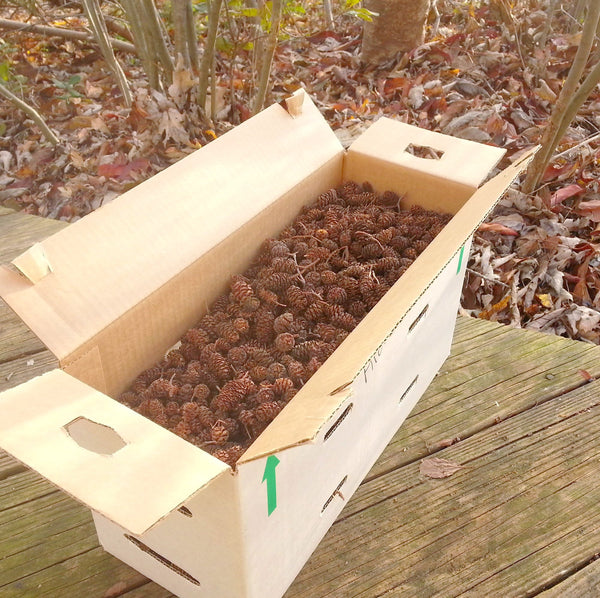 bulk pine cones in box