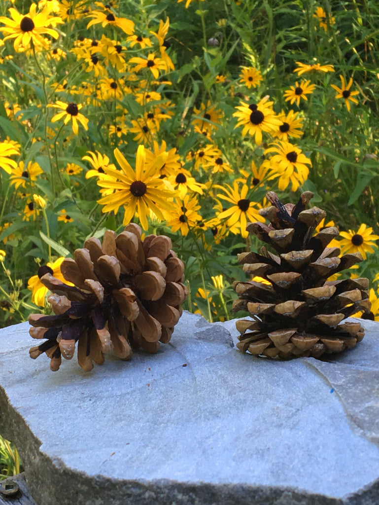 wedding pine cones for fall decorations and centerpieces –