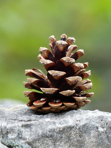 Knobcone Pine Cones, Small Size (2-3)