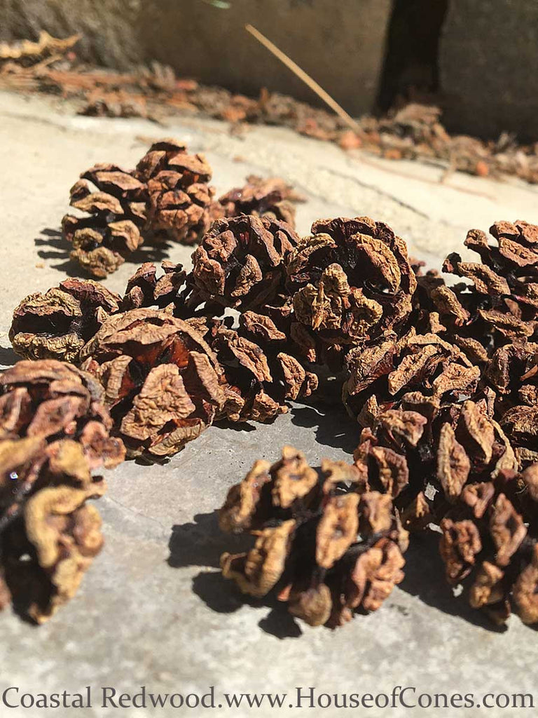 Redwood Pine Cone, Small Pine Cones