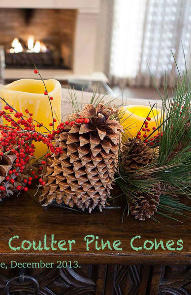 Coulter Pine Tree Cones (Jumbo Size 9+ inches) Unique Giant Pine Cones