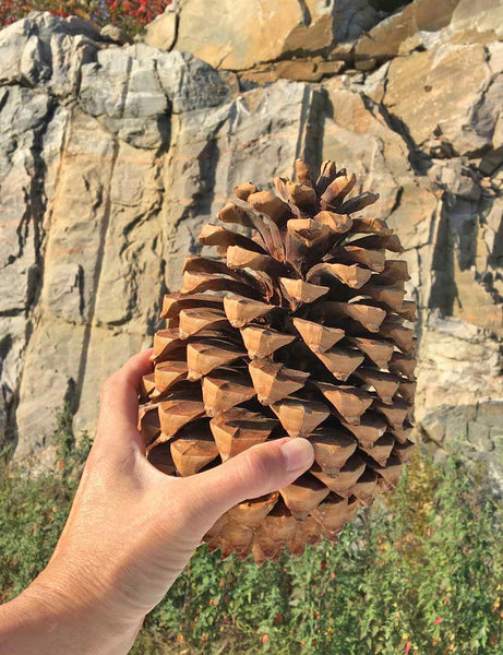 gigantic pine cone
