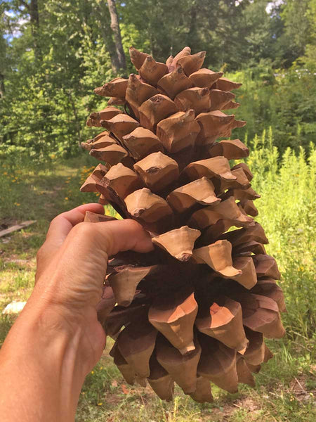 Rare California Cone , Biggest in the World