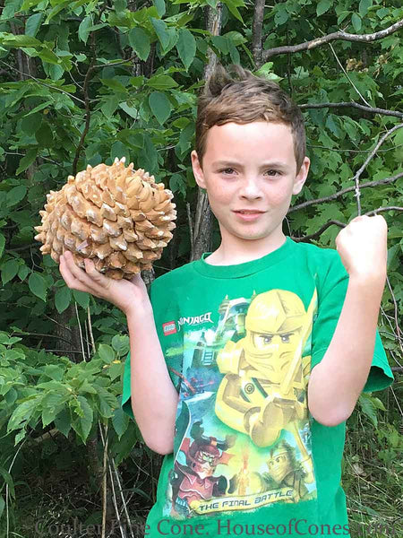 Jumbo Pine Cone in boys arm