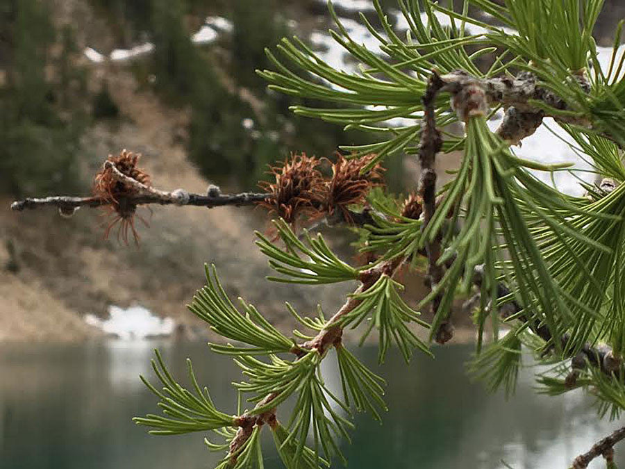 Redwood Pine Cone, Small Pine Cones