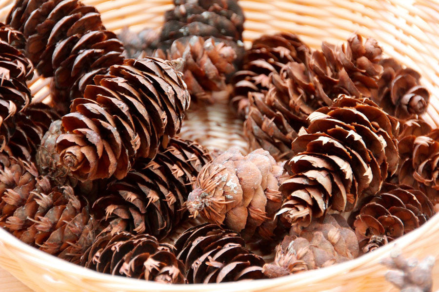 Pinecones for Crafts Over 25 Pinecones Size: Small & Medium