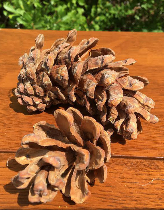 Pitch Pine Tree Cones are Popular for Wedding Accents, Small Pine Cones