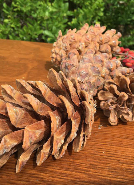 pine cones for wedding accents