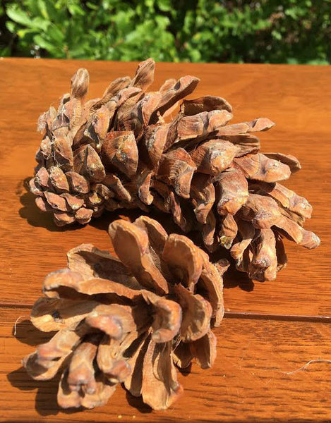 Medium Foxtail Pine cones