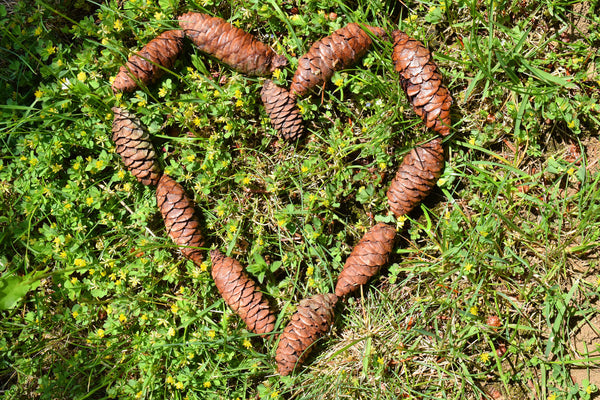 diy pine cones for eco crafts