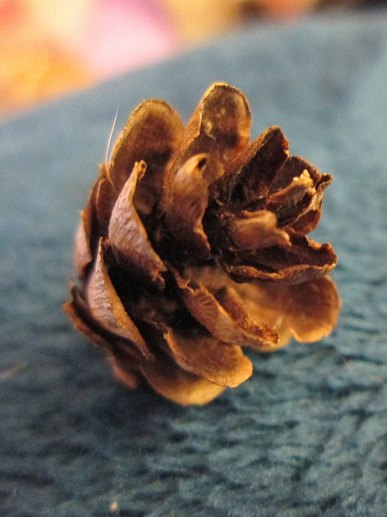 Mini Hemlock pine cones