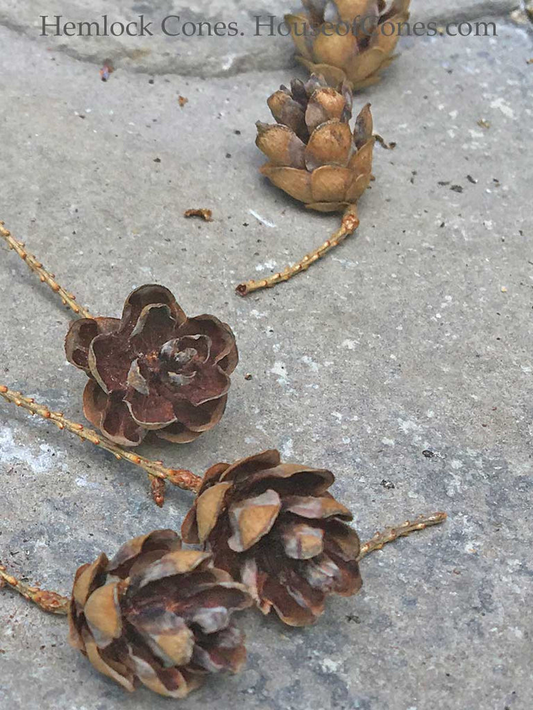Mini Hemlock Pine Cones , Tiny Pine Cones Floral Supply Source –