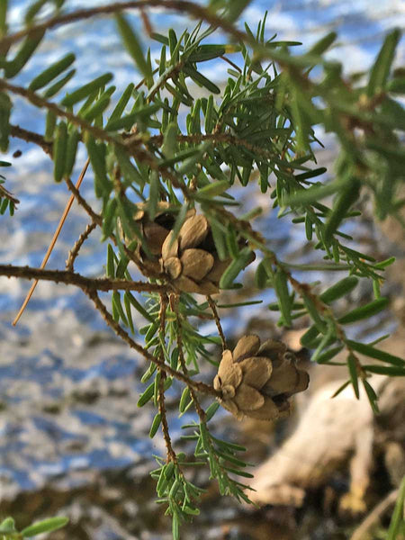 hemlock pine cones on tree