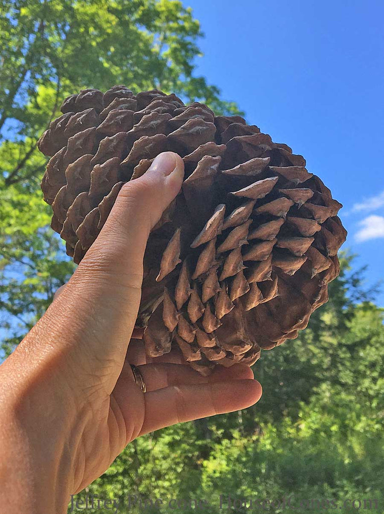 Large Jeffrey Pine Tree Cones are Perfect for Holiday Decorating 