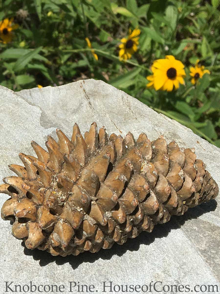  Knobcone Pine cones for jewelry making