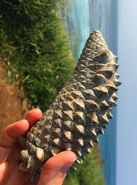 knobcone pine cone in hand