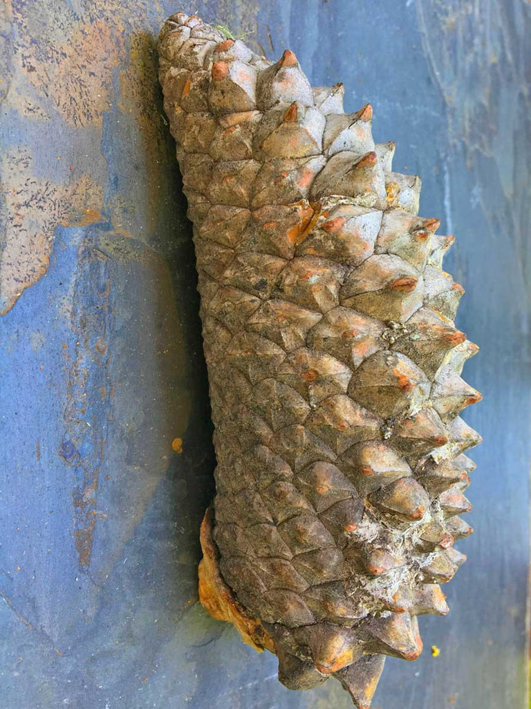 knobby pine cone