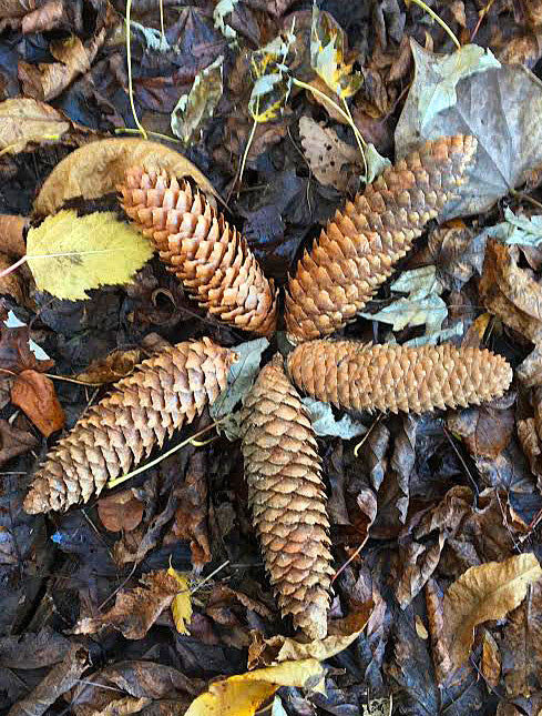 pine cones in nature