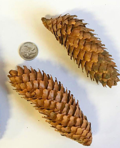 pine cones for floral arrangments