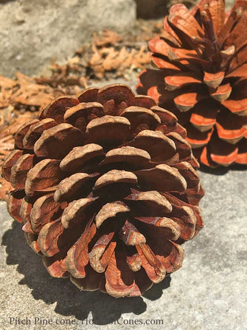 small pine cones from house of cones