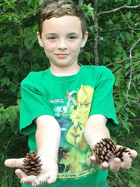 Small pine cones in hands