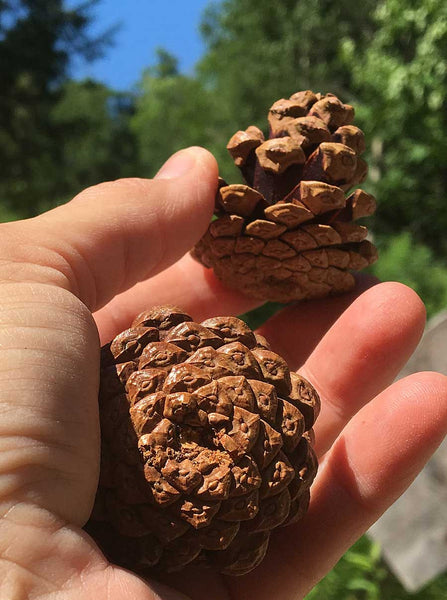 Small Red Pine Cones in hand