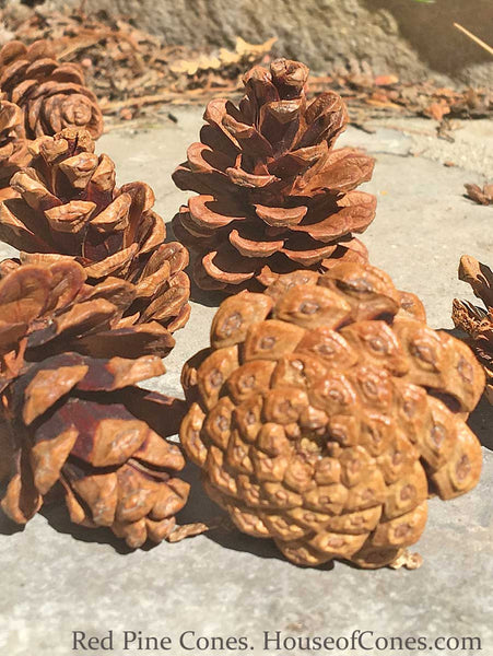 small pine cones for crafts