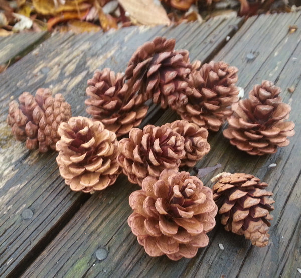 Small Pine cones beauty shot