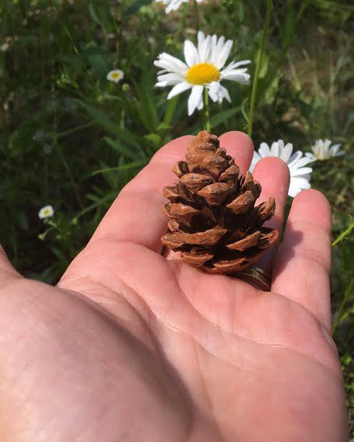 small pine cones in a hand