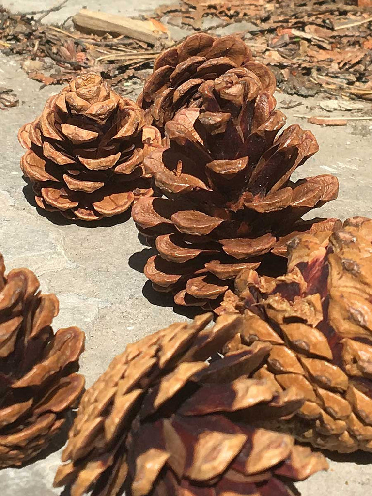 Small Red Pine cones close up