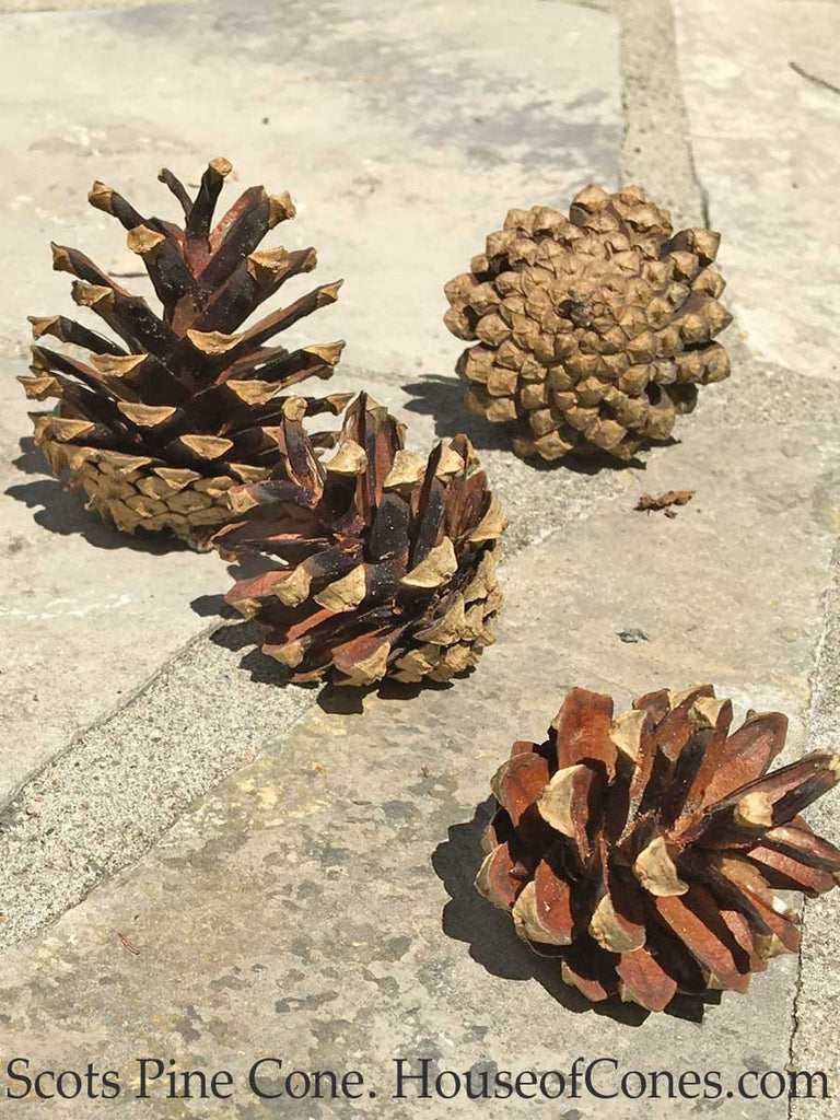 Small Pine Cones for Natural Decorations with a Rustic Touch –