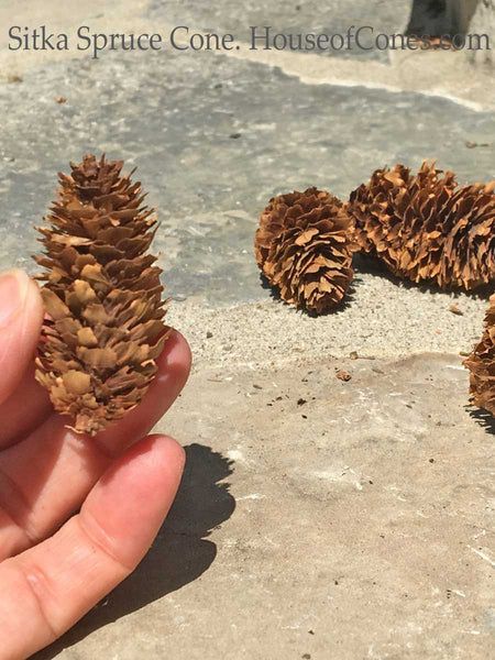 spruce tree cones