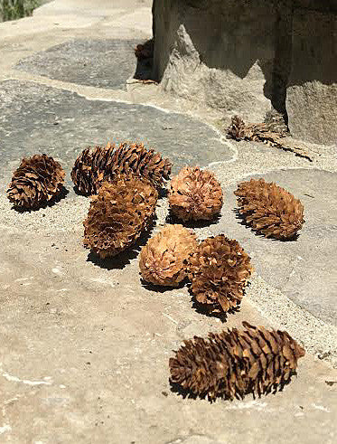  Sitka Spruce Cones from nature