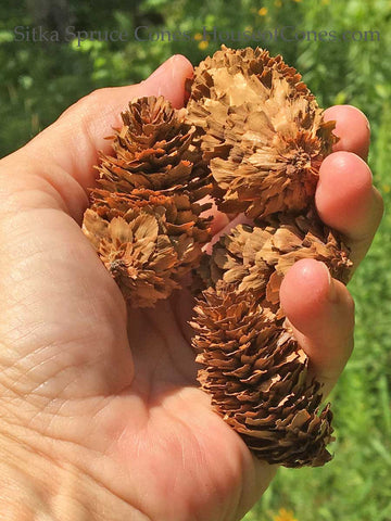 spruce cones are rustic small cones