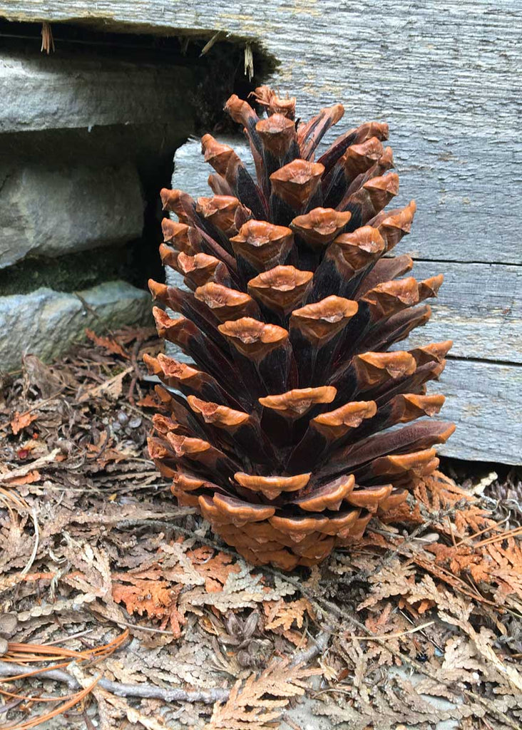 Spicebush Log: Pine Cones